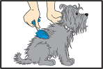 Step 1: Brush your pet to relax them.